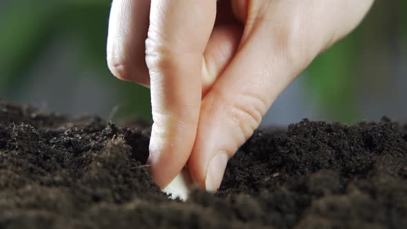 The Child's Hand Plants Seeds in the Soil