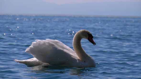 Huge White Swan Swims in a Clear Mountain Lake with Crystal Clear Blue Water. Switzerland