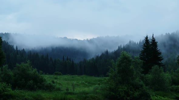 Foggy Forest