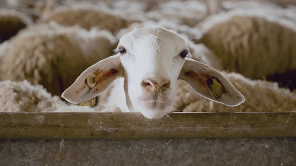 Close Up of a Sheep in Stable Looking at Camera