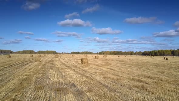 Aerial View Straw Bales Scattered on Stubble Field By Forest