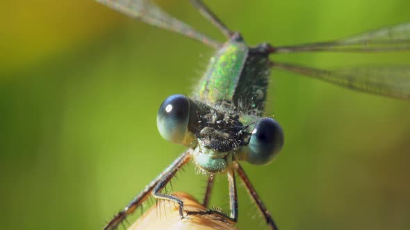Dragonfly Lestes Dryas Close Up