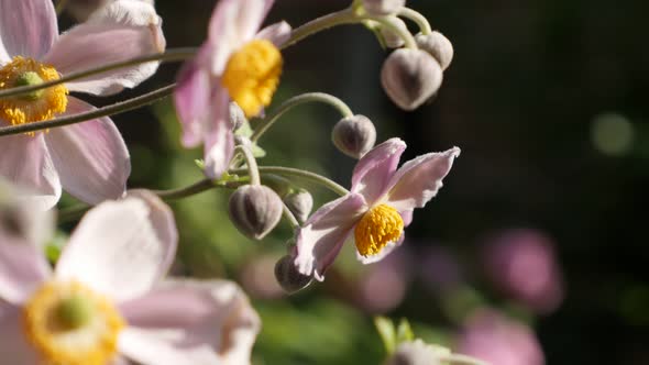 Shallow DOF Japanese anemone hybrida flower close-up 4K footage