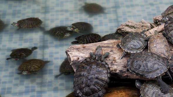 Water Turtles In The Pool 