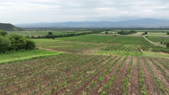 Aerial flight over beautiful vineyard landscape in Napareuli, Georgia