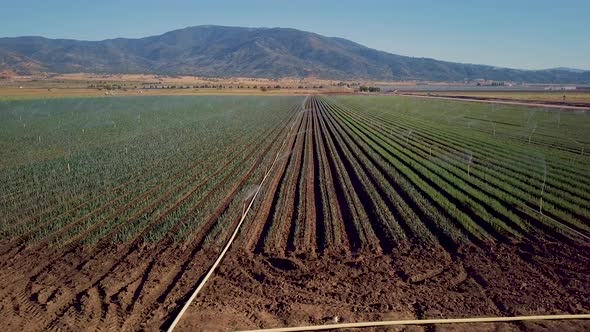 Aerial pan, sprinkler system watering rows of crops on large California farm