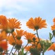 Marigold flowers swaying in the wind - VideoHive Item for Sale