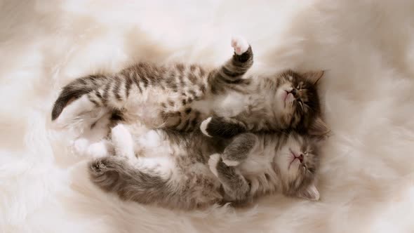 Grey Striped Kittens Wakes Up and Stretches