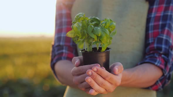 A Man Farmer Is Holding a Pot of a Basil Plant in His Hands