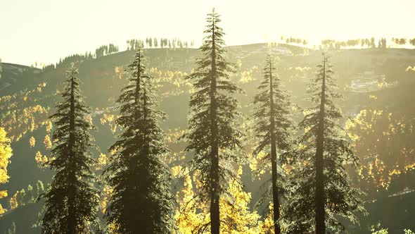 Beautiful Grove of Trees in the Alpine with Wildfire Smoke at Sunset