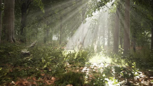 Summer Fog in the Forest alt