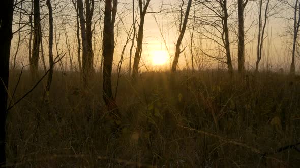 Autumn Forest