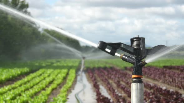 Sprinkler of Irrigation System at Field