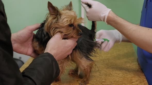 Veterinary Doctor is Taking the Temperature of a Dog in a Veterinary Clinic