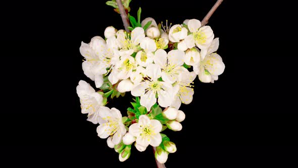 White Flowers Blossoms on the Branches Cherry Tree