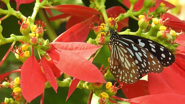 Butterfly closeup on yellow flower. Monarch Butterfly on yellow flower. Tiger Butterfly closeup view