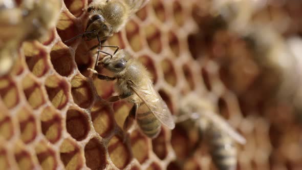 BEEKEEPING - Worker bees walk around honeycombs of a beehive, detail shot