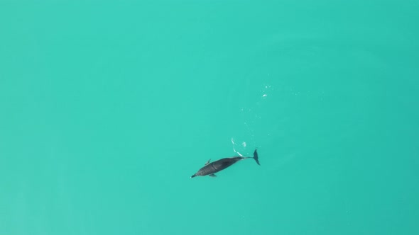 Aerial View of the Dolphins Slowly Swimming in Crystal Clear Calm Turquoise Waters