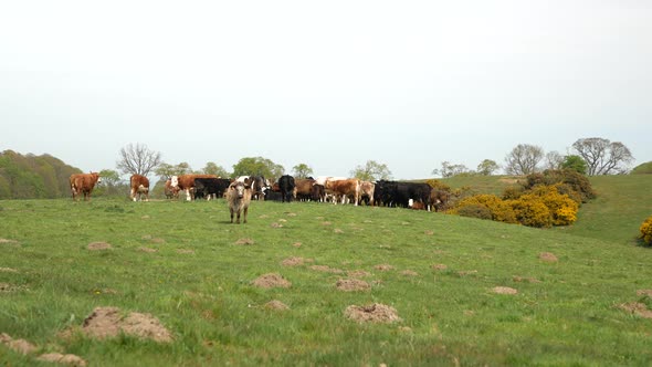 Herd of Cows Grazing in the Meadow