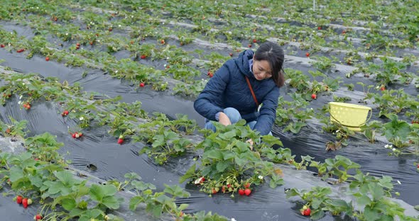 Woman pick strawberry in the farm