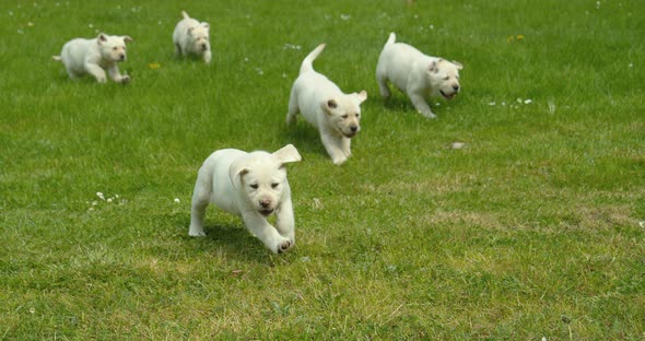 Yellow Labrador Retriever, Group of Puppies running on the Lawn, Normandy in France, Slow Motion 4K
