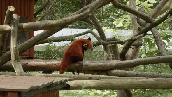Rear View Of A Red Panda With Reddish-Brown Fur In Zoological Garden In Poland. Medium Shot