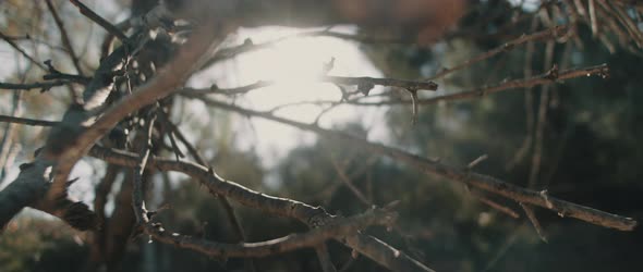 Close up view of dry tree branches with beautiful sun flares