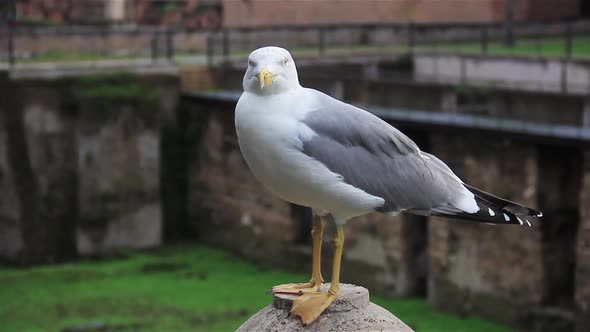 Seagull at the Roman Forum, in Rome, Italy.