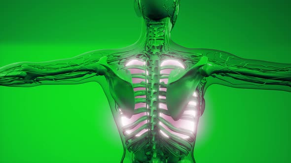 Human Lungs Radiology Exam alt