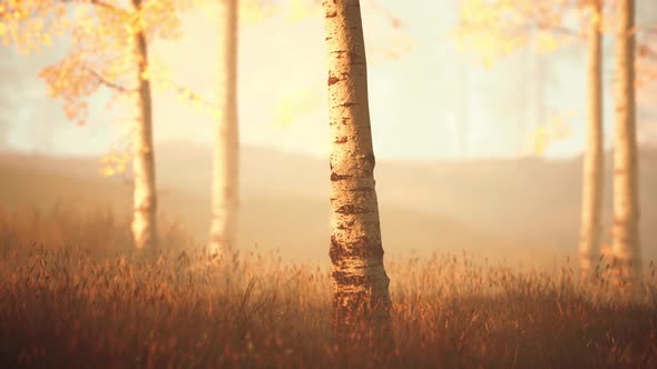 Unrise or Sunset in a Birch Forest with Rays of Sun Shining Through Tree Trunks