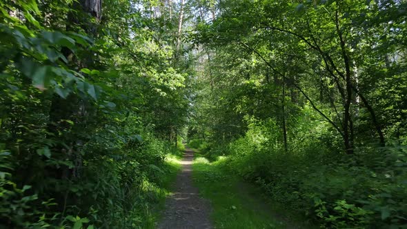 Trees in the Forest By Summer Day