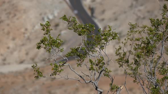 Desert Plant