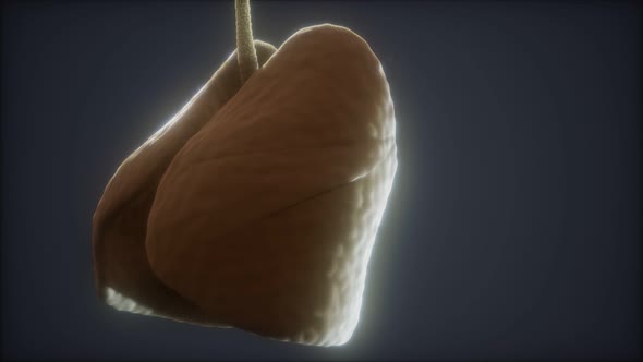 Loop 3d Rendered Medically Accurate Animation of the Human Lung