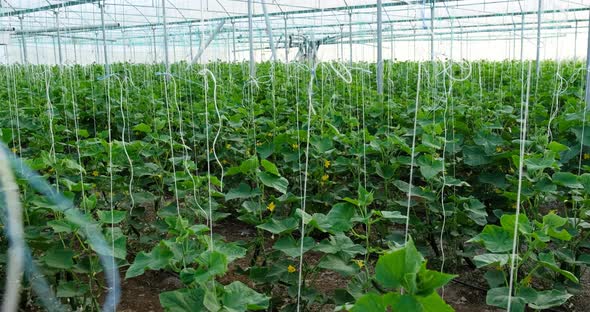 Growth Greenhouse Cucumbers