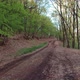 Dirt Road In The Forest - VideoHive Item for Sale