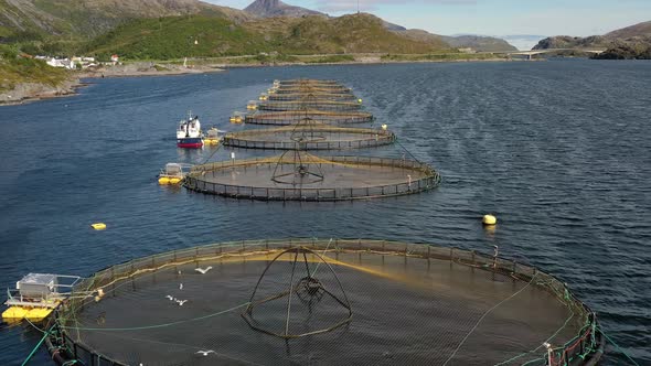 Farm Salmon Fishing in Norway