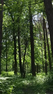 Vertical Video of a Forest with Trees