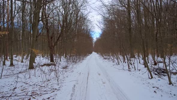 Shooting with a Drone Forward Through a Snowcovered Forest in a Low Plan