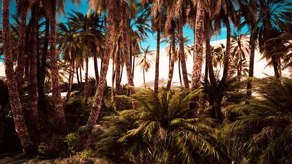 Inside View of the Oasis in Tunisia