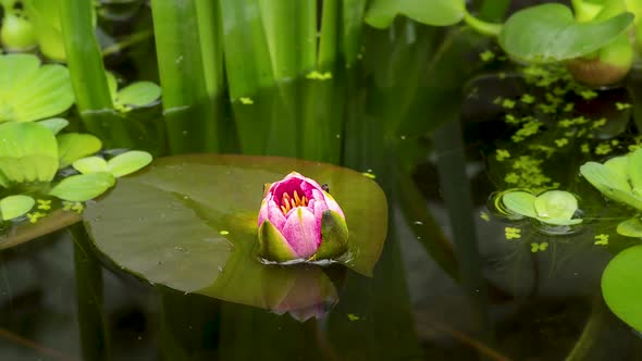 Time Lapse of Water Lily