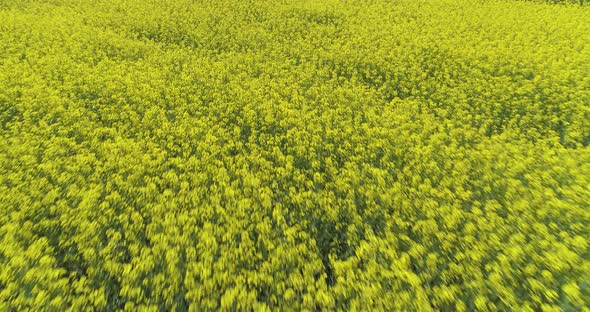 Moving Forward Over Yellow Flowers Field in Summer Day