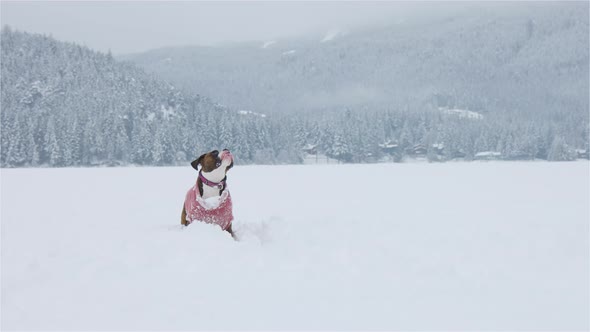 Dog Playing in the Snow