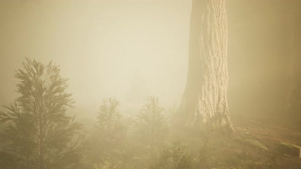 Autumn Forest and Trees in Morning Fog