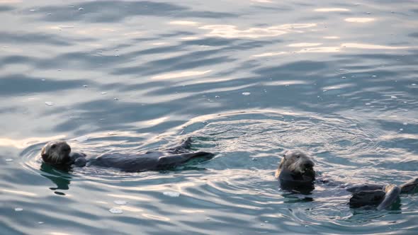 Wild Sea Otter Marine Animal Swimming in Ocean Water California Coast Wildlife