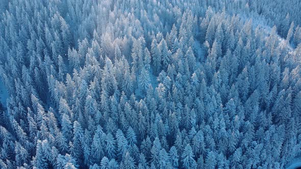 Aerial View Of Dense Coniferous Forest In Snow