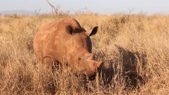 Golden hour morning light on White Rhinoceros eating savanna grass