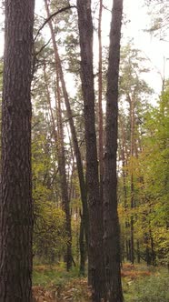 Vertical Video of a Forest in an Autumn Day