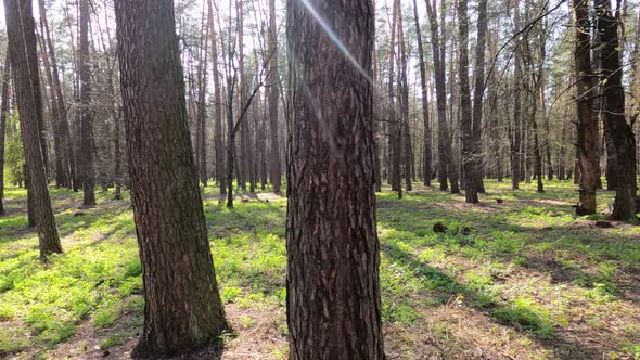 Walking Through the Forest with Pine Trees During the Day POV Slow Motion