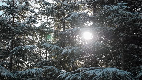 Sunlight in Forest