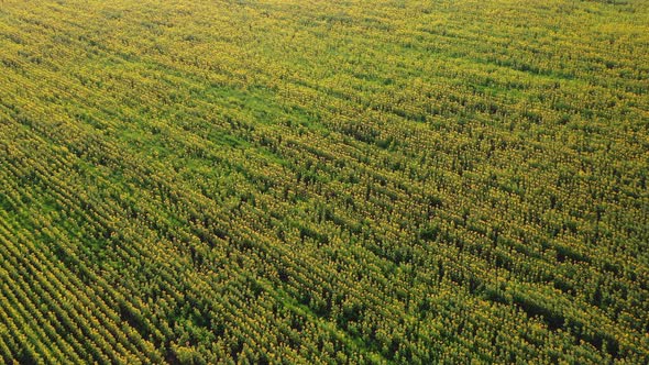 Aerial View of a Sunflower Field on a Sunny Morning